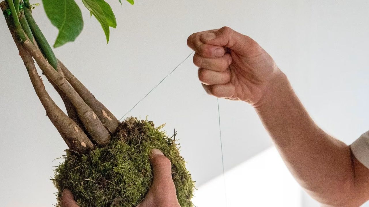 Taller de Kokedama - Crea tu planta con maceta natural