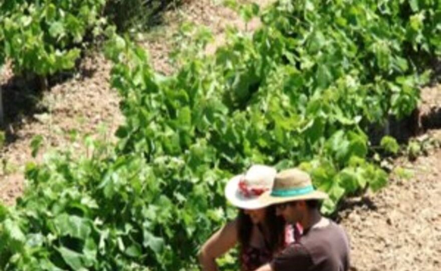 Desayuno en bodega y visita a viñedos con degustación y cata de vinos