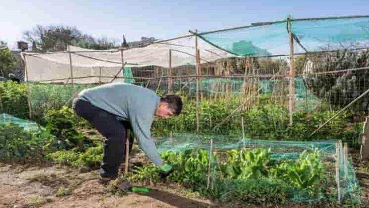 Taller 'Mans a l'hort: Un sòl viu, un hort productiu'