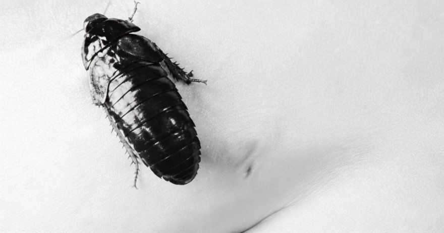 Blattodea