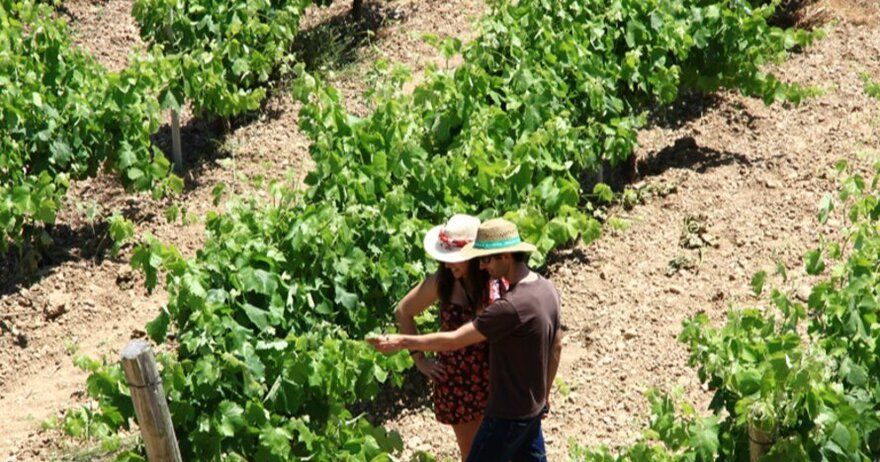Descubre los vinos Miquel Jané en una visita a su bodega con cata