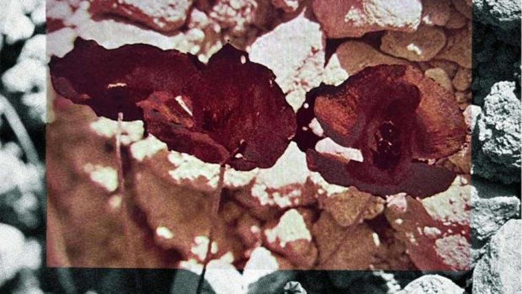 El que se borra no se puede borrar. El arte de sobrevivir en tiempos de genocidio