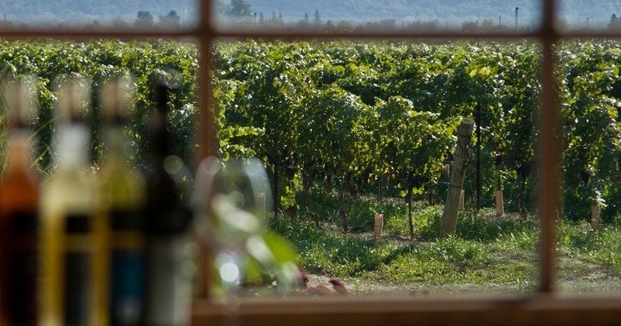 Excursión a una bodega del Priorat