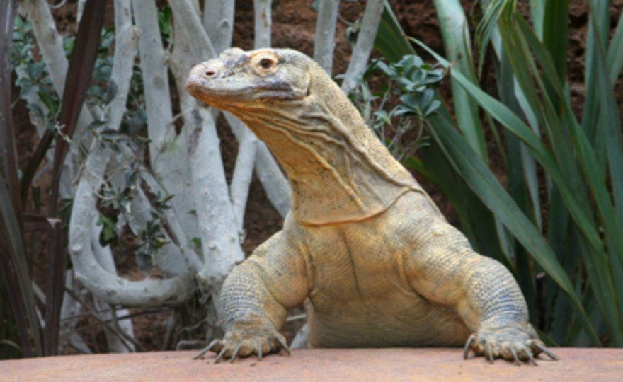 Zoo de Barcelona