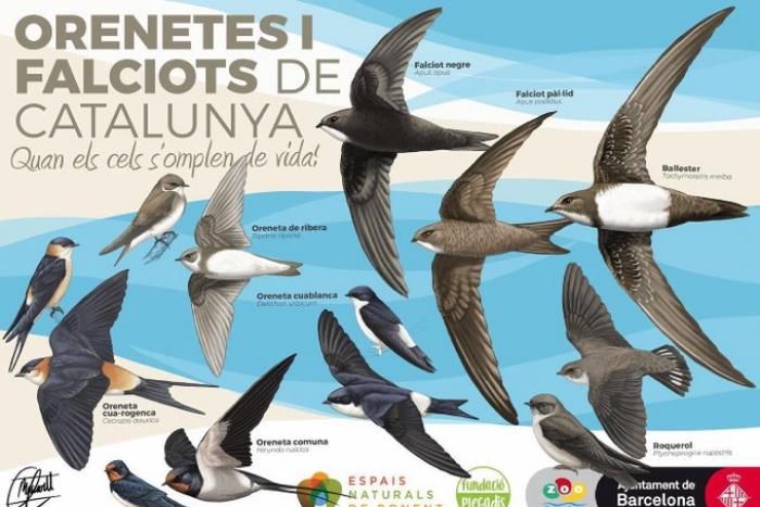 Taller familiar: Orenetes i falciots