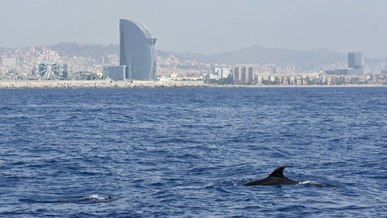 Charla y taller «Delfines urbanos»