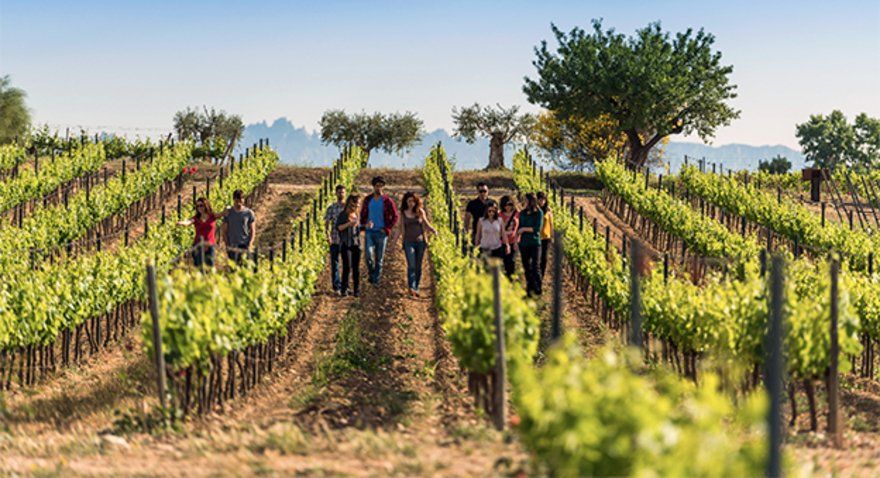 Catalunya Bus Turístic - Wine & Cava Experience