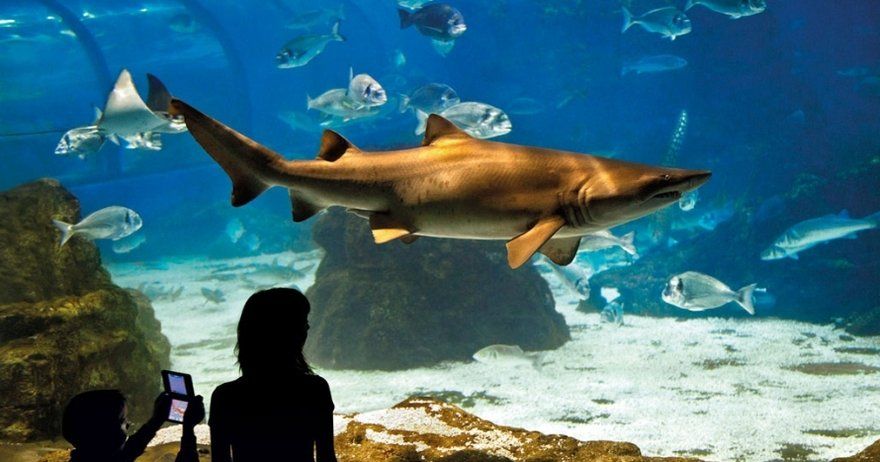 L'Aquàrium de Barcelona