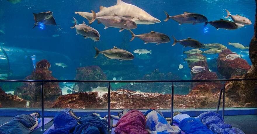 Noche mágica: durmiendo con tiburones en L'Aquàrium