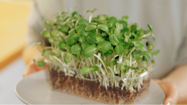 Taller 'Germinats'